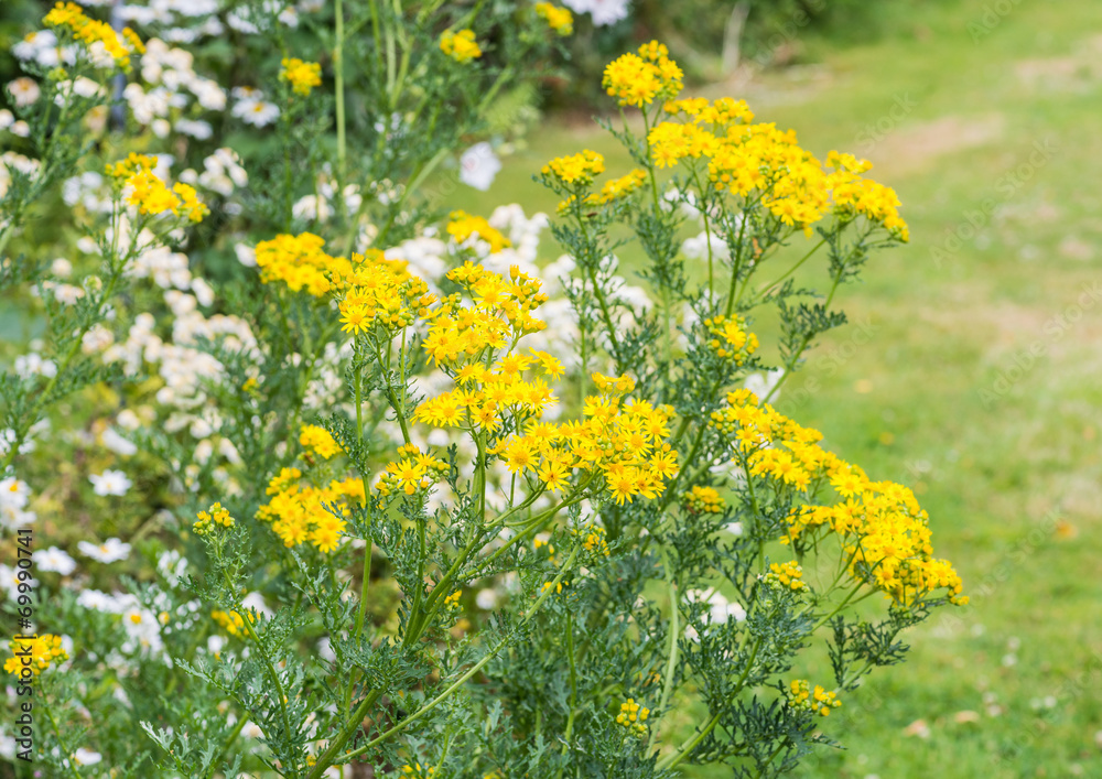 Country Garden View