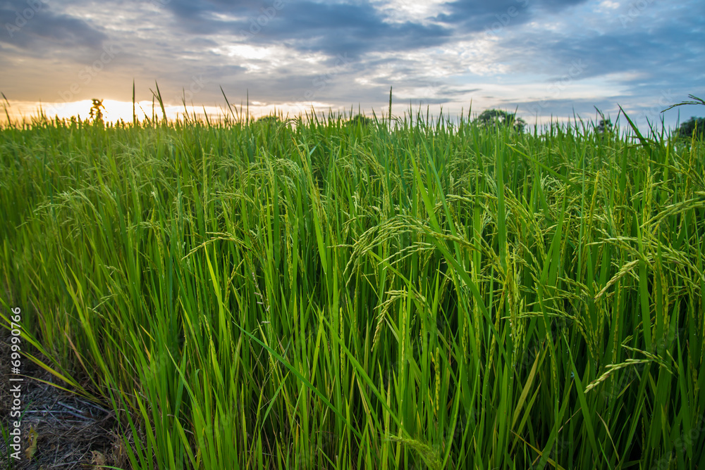 Fototapeta premium A field