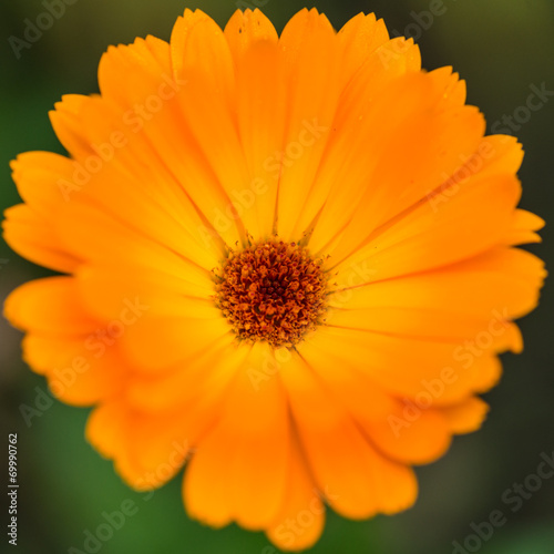 Inside The Calendula