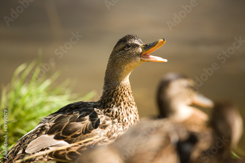 Mother duck