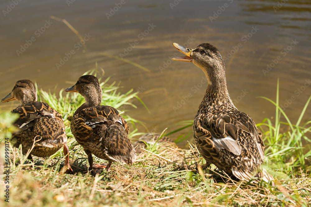 Mother duck Mother duck