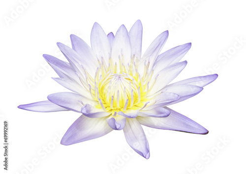 Lotus isolated with clipping path