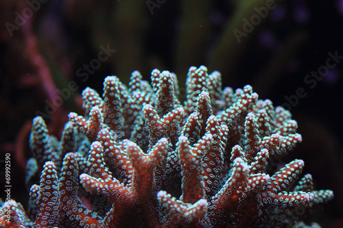 coral background photo