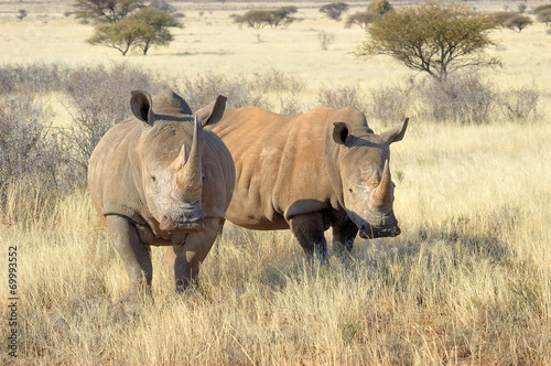 White rhinos