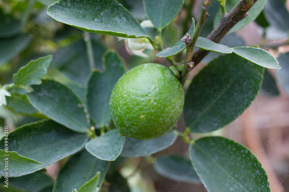 fresh green lemon on tree