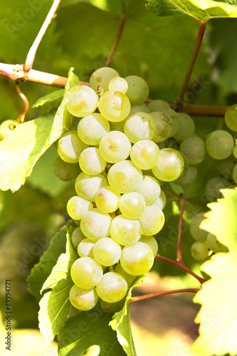 Weißweintrauben