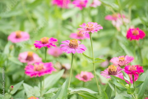 Pink flower