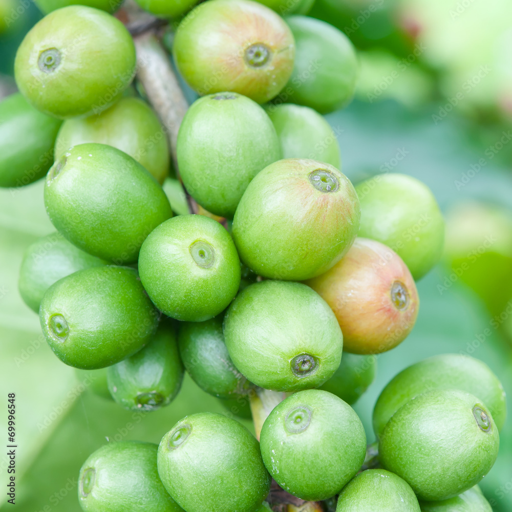 Green coffee beans growing on the branch