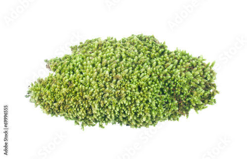 Moss on white background.