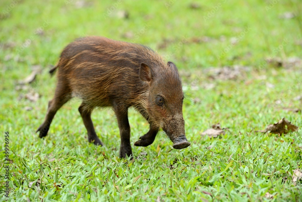 Piglet Piglet