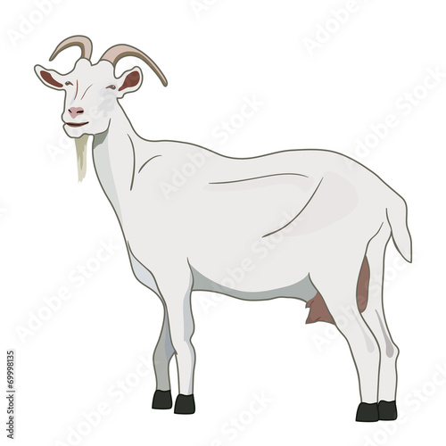 Goat vector