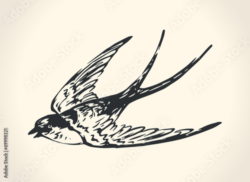 Vintage illustration of swallow