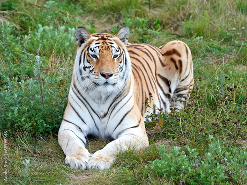 Bengal tiger  Panthera tigris tigris 