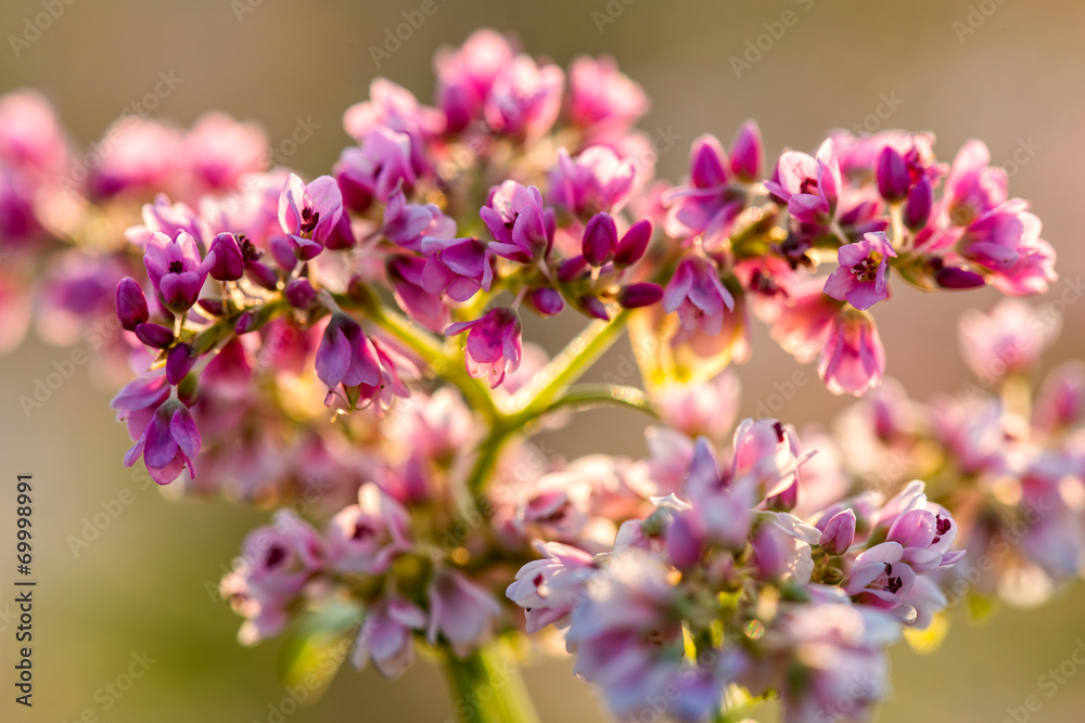 Fototapeta premium Buckwheat field in Blossom