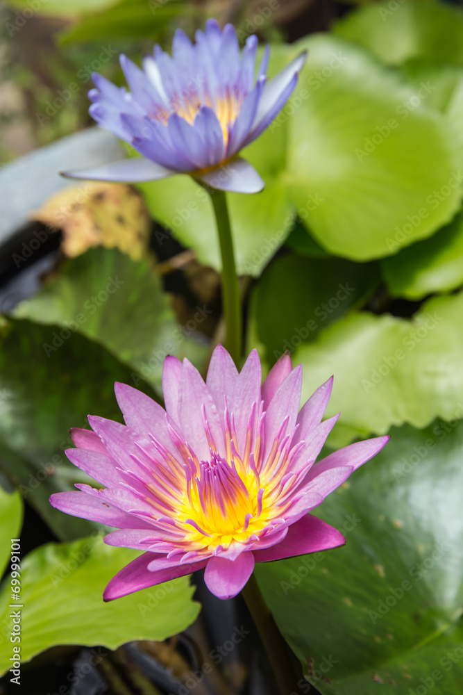 Obraz premium Lotus flower and Lotus flower plants
