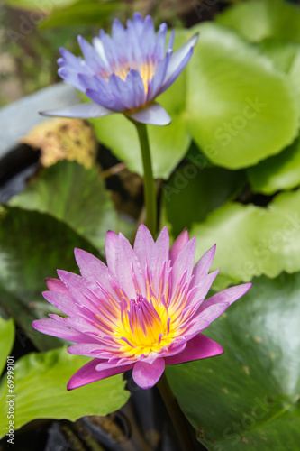 Lotus flower and Lotus flower plants