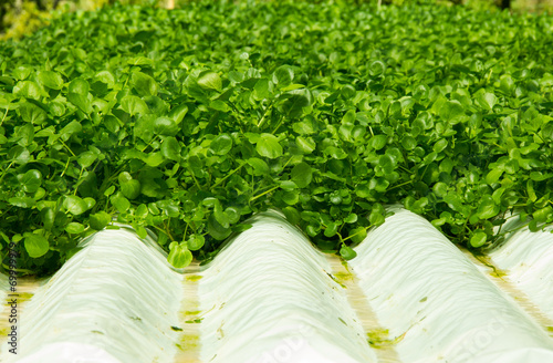 Watercress Plants in Hydroponic culture photo