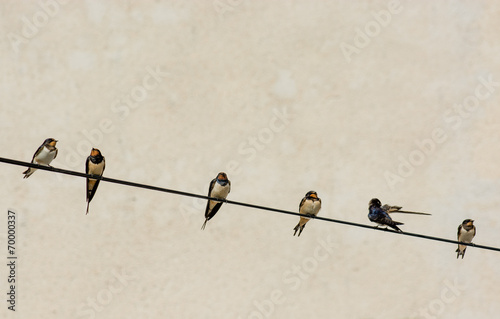 Gruppe mit Schwalben auf Telefondraht photo