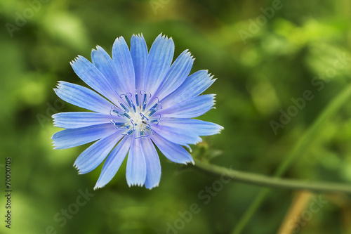 Chicory flower