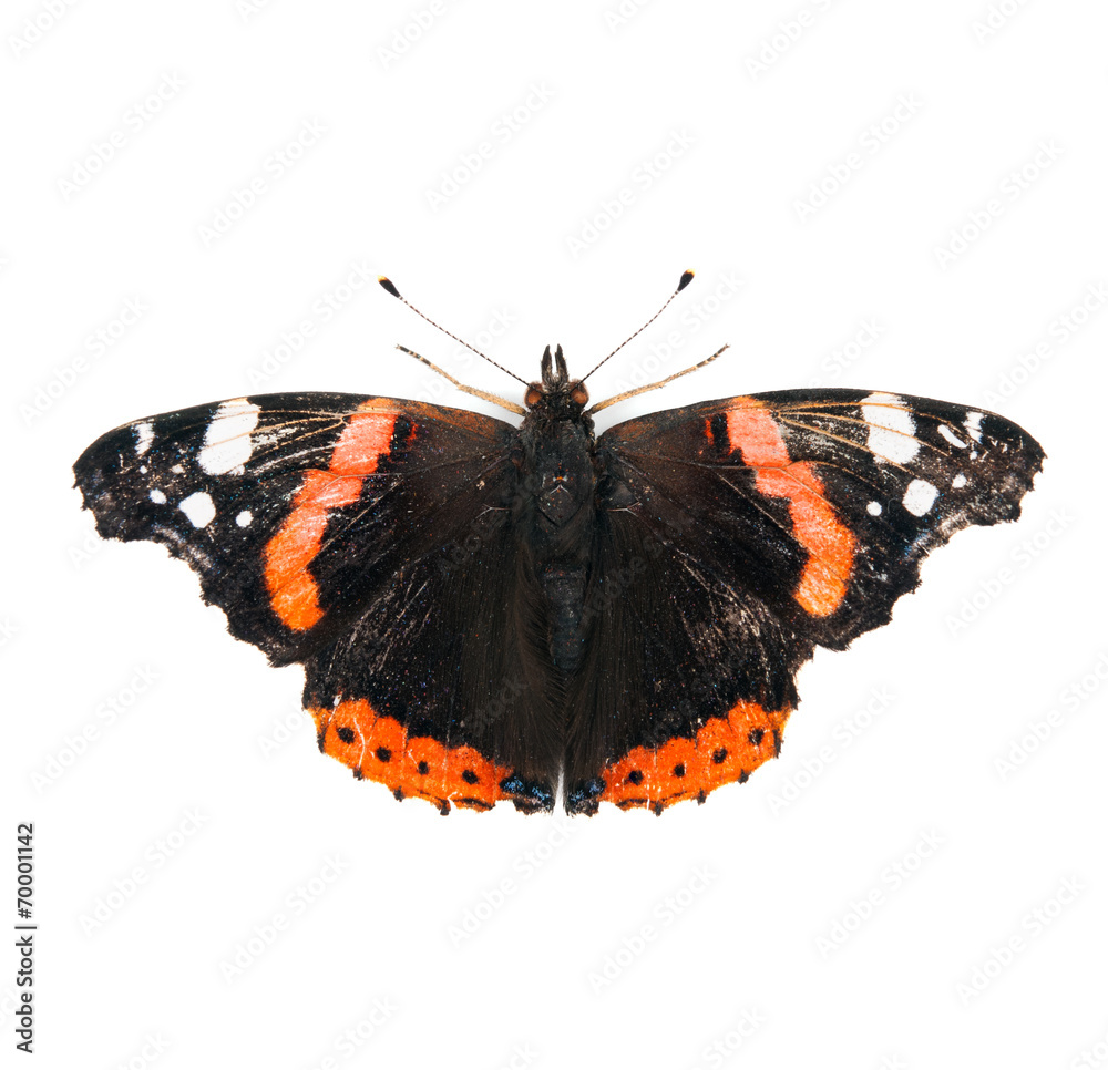 Fotografie Red Admiral butterfly isolated on white background