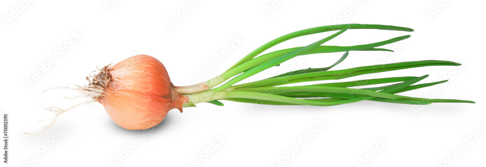 Fotografie Onion Bulbs With Green Sprouts