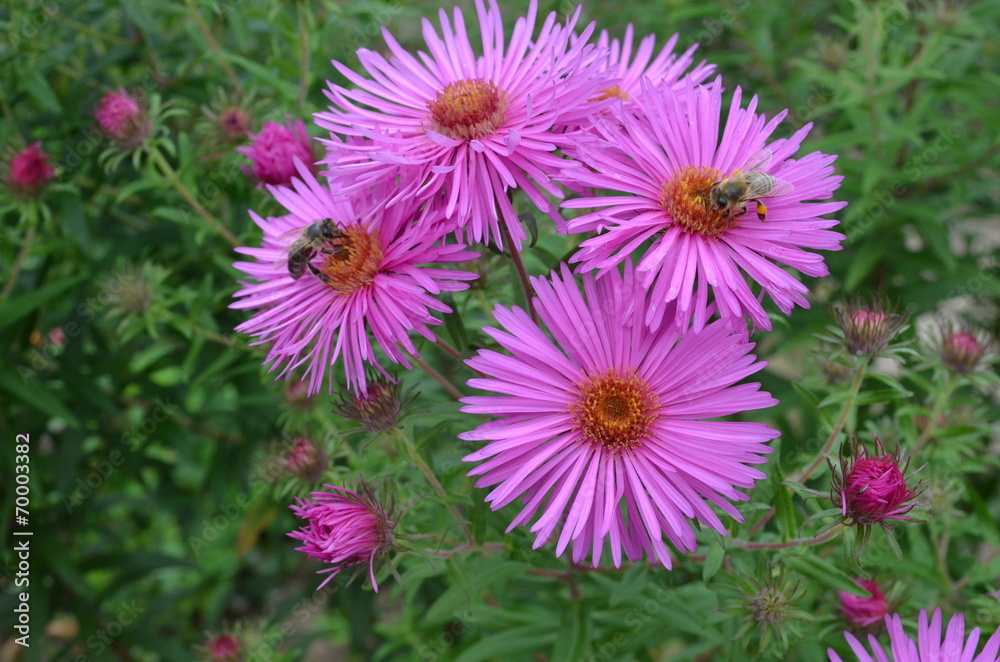 Herbstaster - Blüten