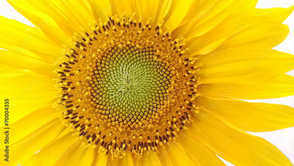 Sonnenblume Sonnenblume