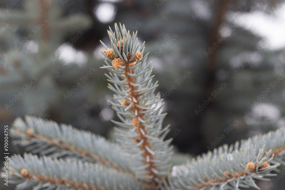 Silver fir tree closeup needles on blurry background