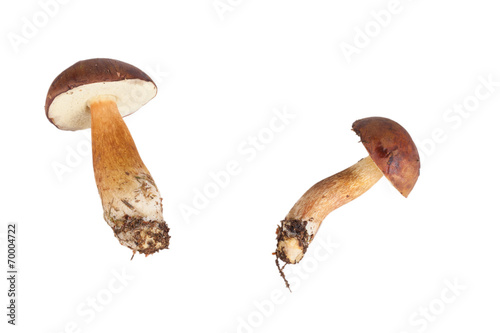 Two fresh forest mushrooms (Boletus badius) isolated on white ba