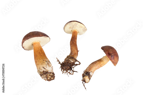 Three fresh forest mushrooms (Boletus badius) isolated on white