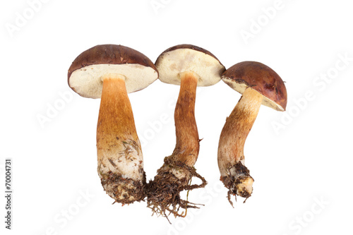 Fresh three forest mushrooms (Boletus badius) isolated on white