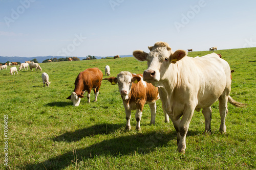 Brown and white dairy cows and bulls in pasture