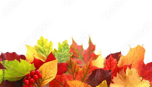 Colorful array of autumn leaves forming a border