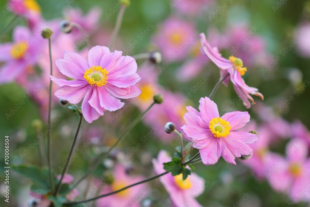 Anemone japonica - Group Anemone japonica - Group