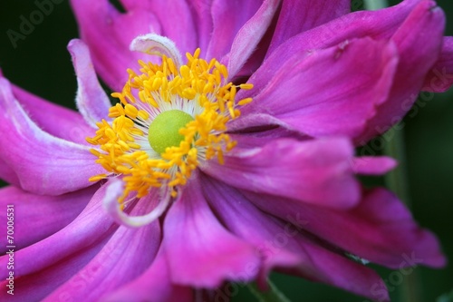 Anemone japonica - Closeup