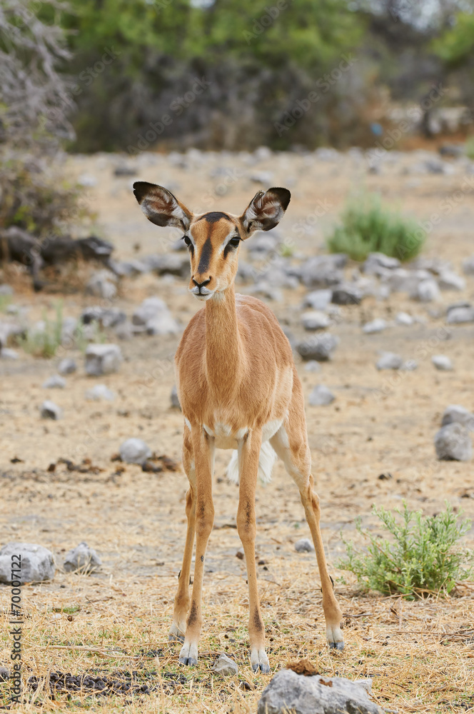 Black-faced impala Black-faced impala