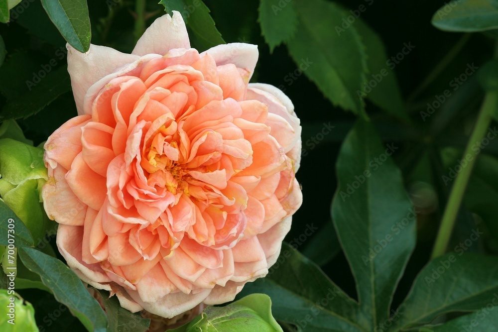 Salmon rose Salmon rose