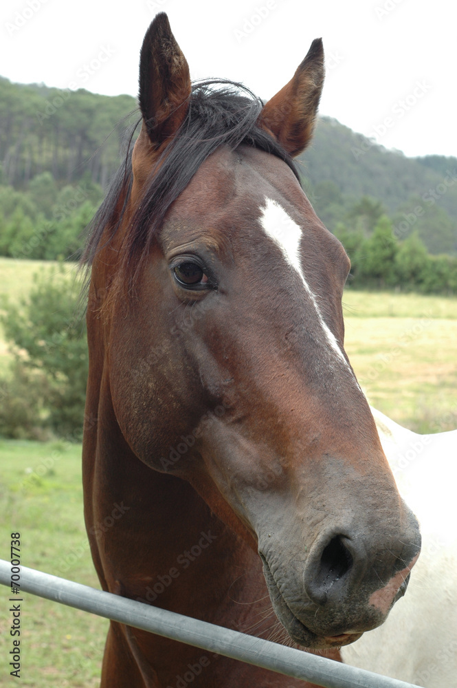 Portrait of brown & white horse behind metal fence Portrait of brown & white horse behind metal fence