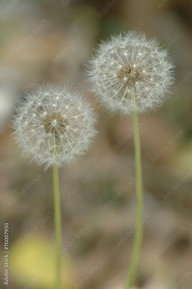 Pair of dandelion seed heads