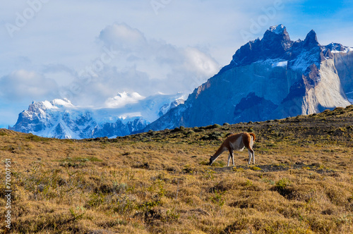 Guanaco in Parque Nacional Torres del Paine, Chile © brizardh