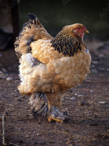 Poultry - red columbia brahma hen