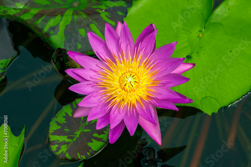 Beautiful pink  lotus or water lily in pond