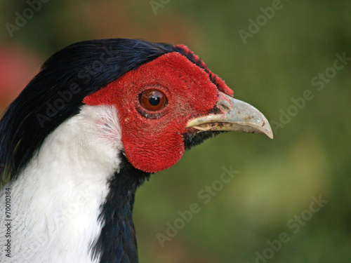 Poultry - silver pheasant (Lophura nycthemera) rooster. © andreamangoni
