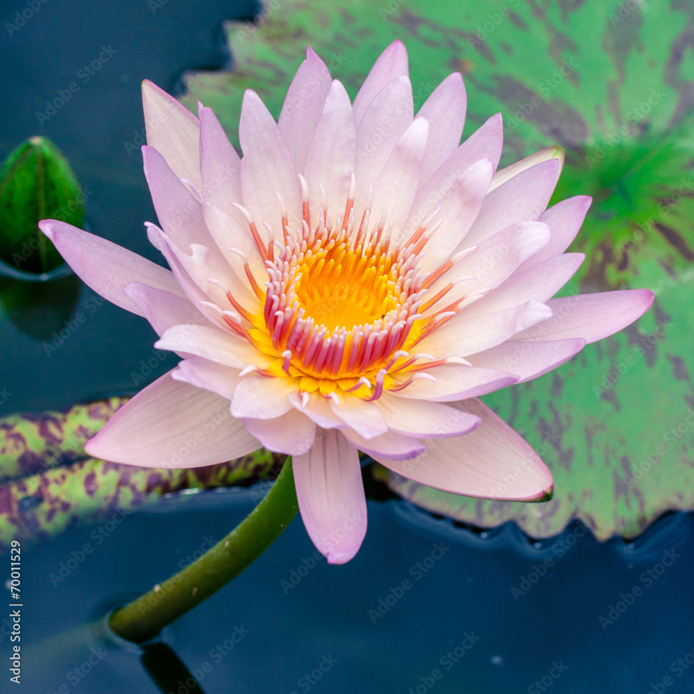 Beautiful pink lotus or water lily in pond