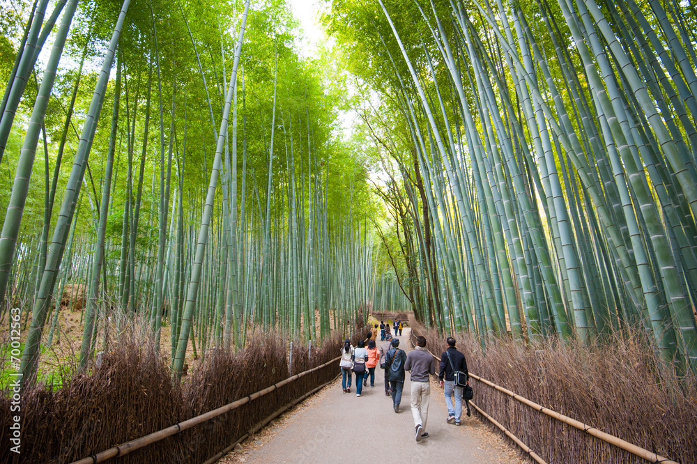 Fototapeta premium Bamboo grove, bamboo forest at Arashiyama, Kyoto, Japan