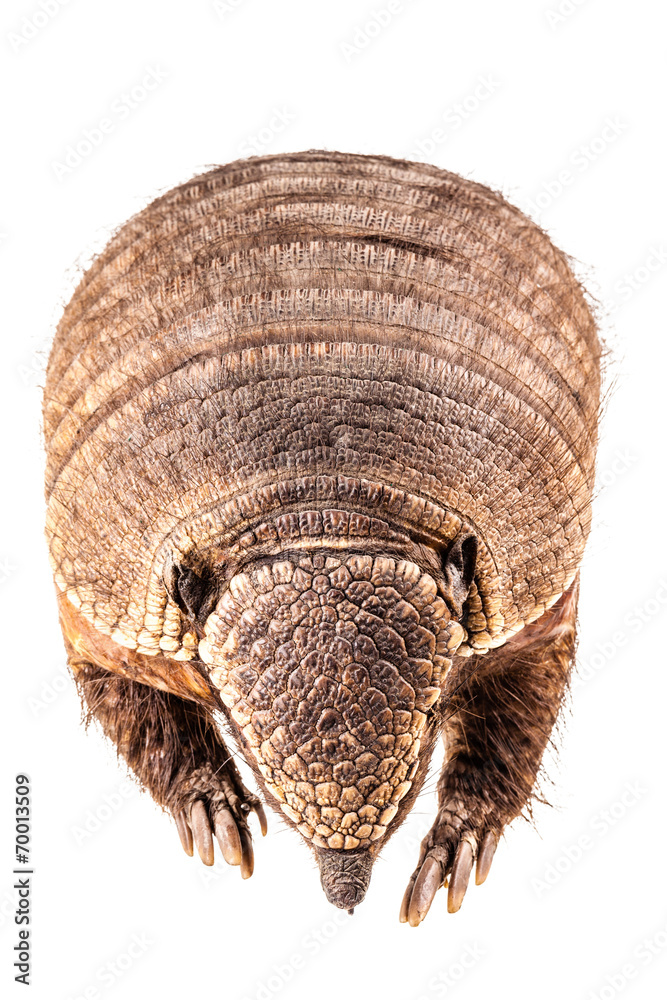 Obraz premium Dead Armadillo