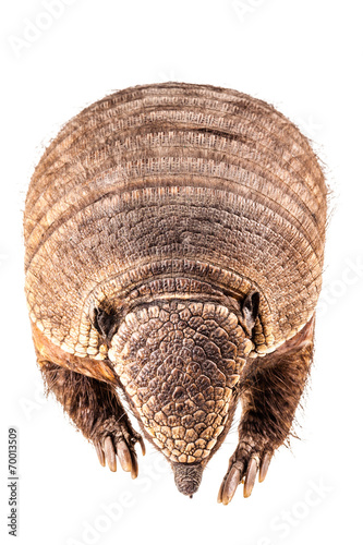 Dead Armadillo