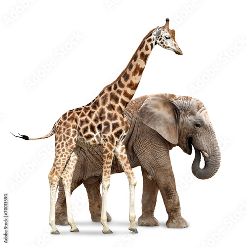 giraffe with elephant isolated on white © vencav