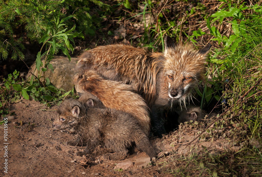 Red Fox Kit (Vulpes vulpes) Crawls About Outside Den Red Fox Kit (Vulpes vulpes) Crawls About Outside Den