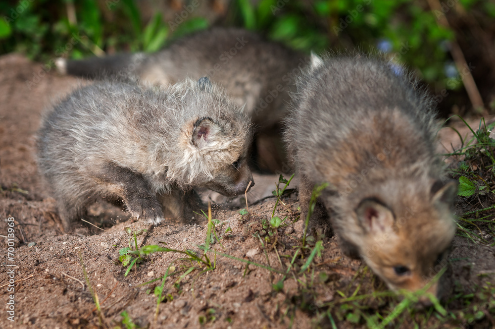 Red Fox Kit (Vulpes vulpes) Digs While Siblings Mill About Red Fox Kit (Vulpes vulpes) Digs While Siblings Mill About